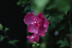 奥の花道
