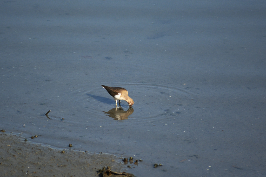 「ピチャッ！」