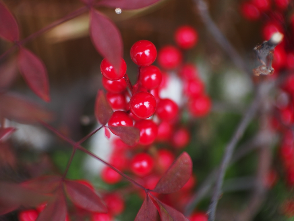赤い実未だ弾けず