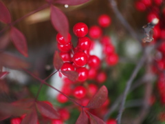 赤い実未だ弾けず