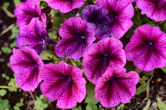 カラフルラッパ