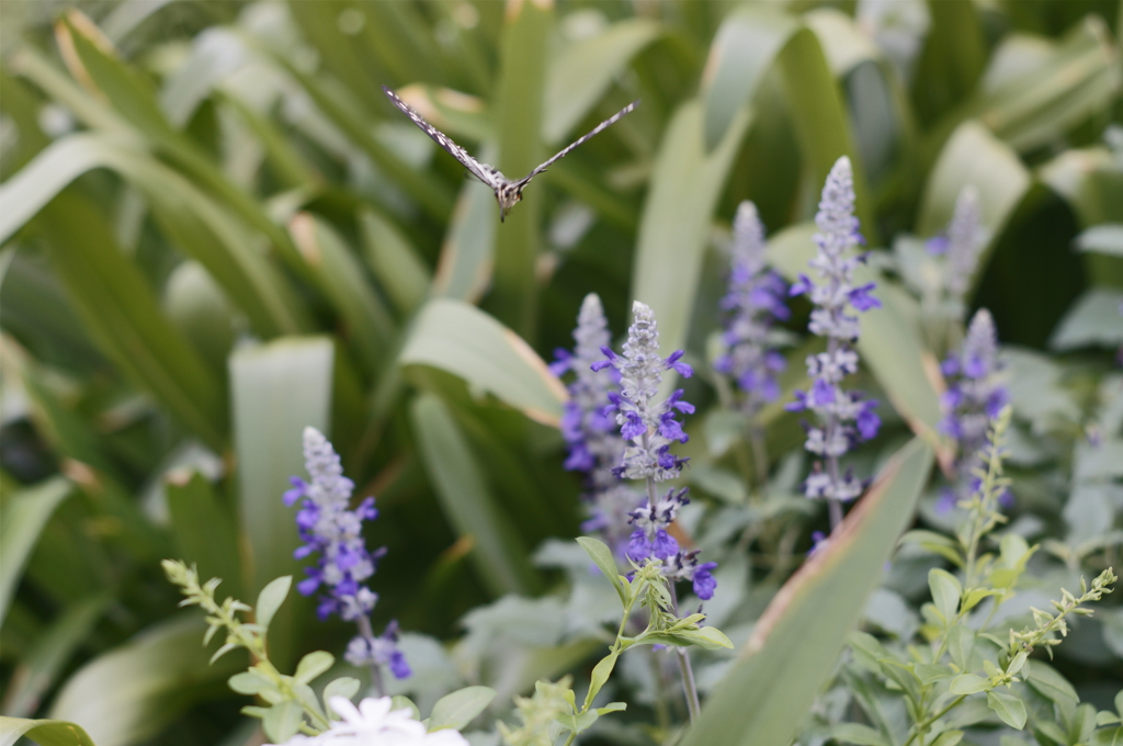 飛び立ち向かう