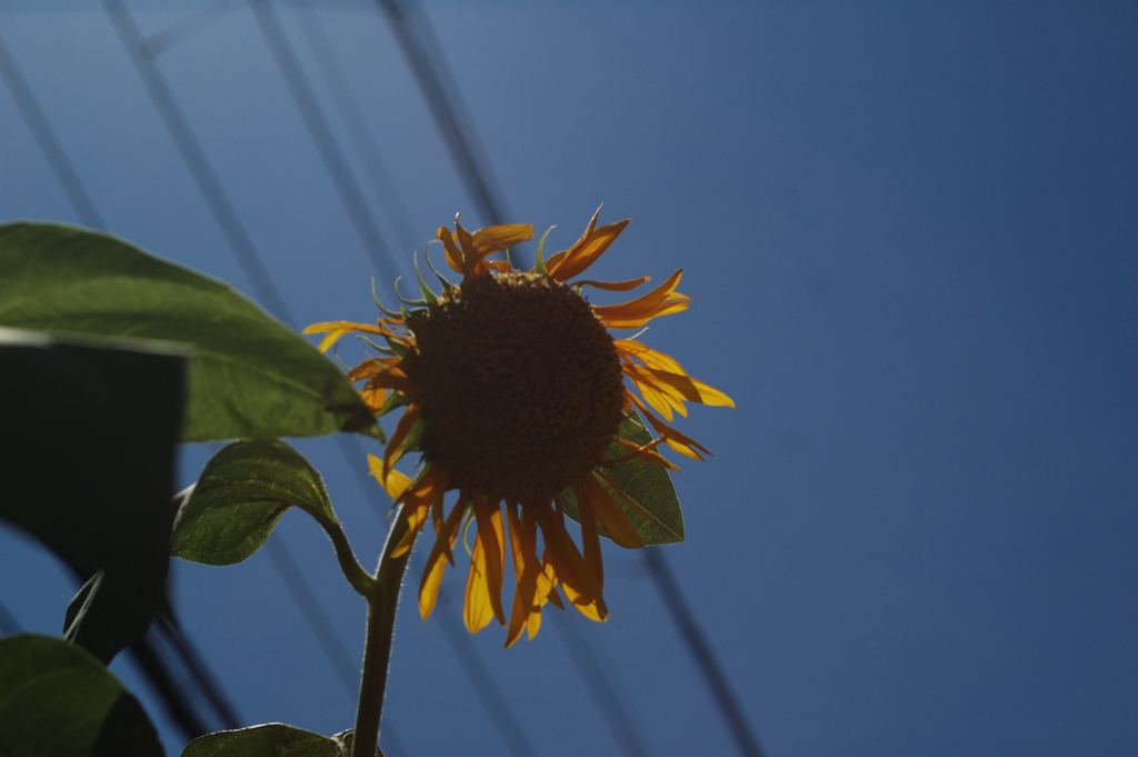 夏空