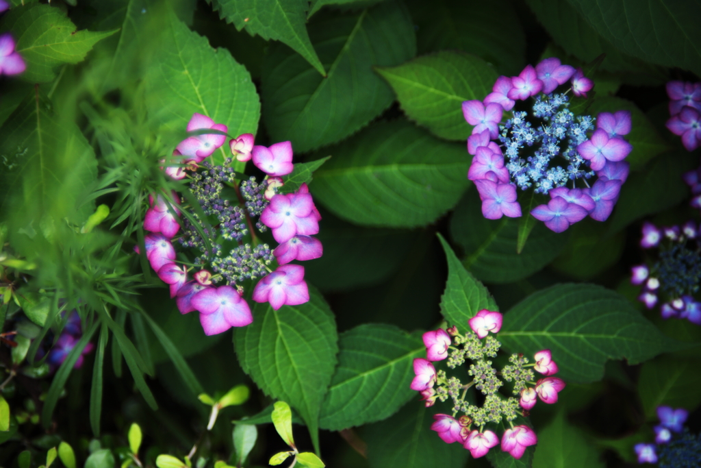 昼間の花火