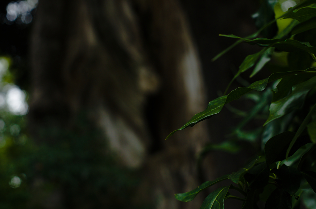 深緑