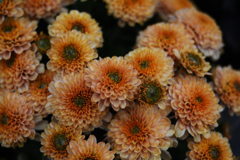 タンポポぽポポ