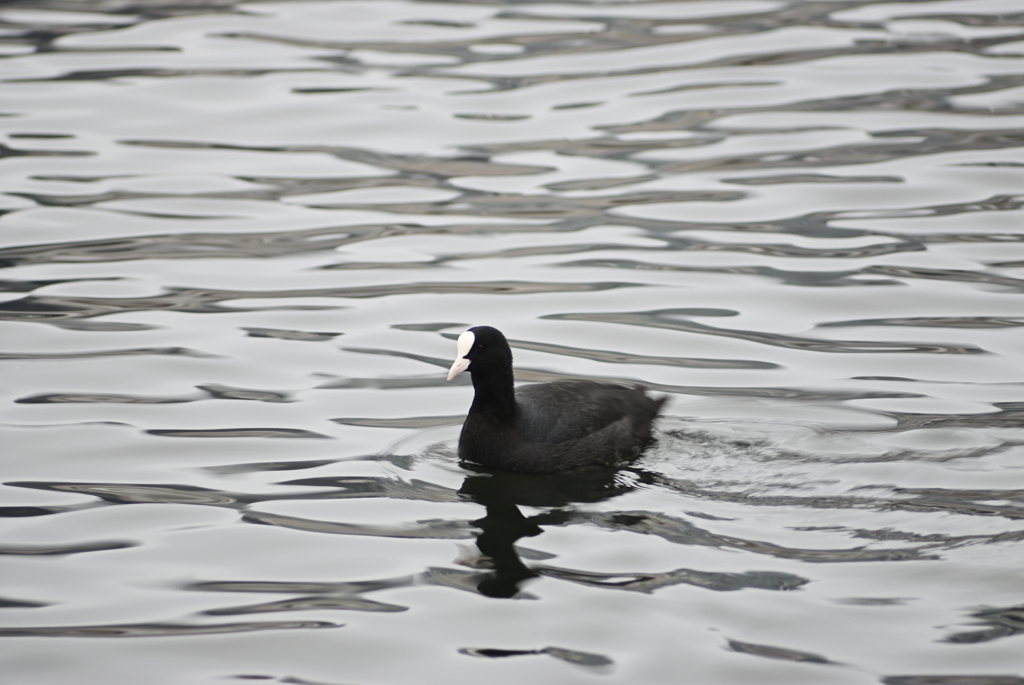 オオバンハッシン