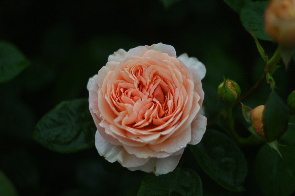 バラ・ミルフィーユ