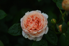 バラ・ミルフィーユ