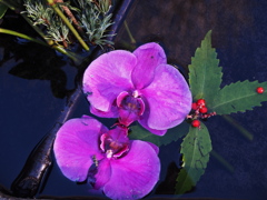 水に浮かぶ双子