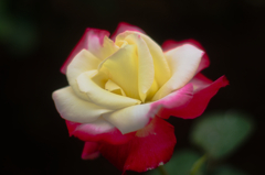 ラビアンローズ