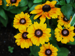 熱を伴わない輝き