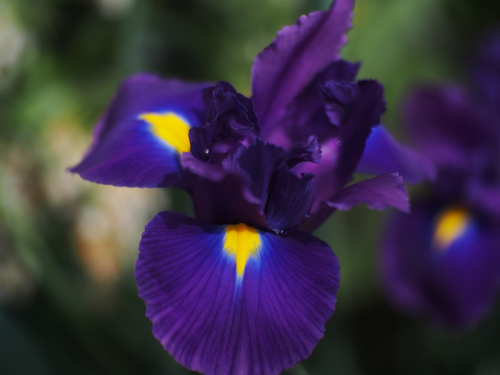 彩芽
