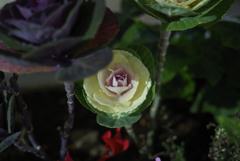 葉と花のあいだ