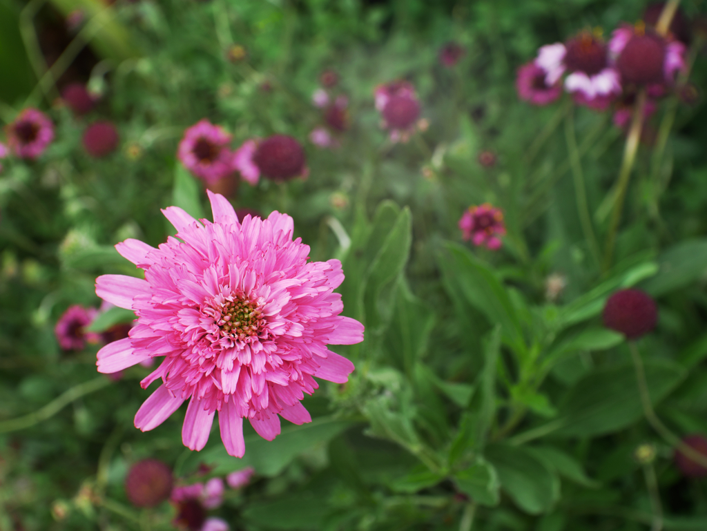 楽しい仲間たち