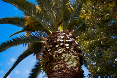 ウォーターカラーツリー