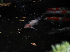 暗い水の白いやつ