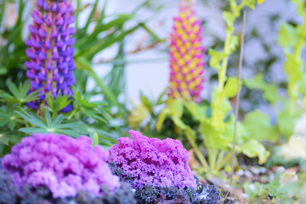 マジカルフォレスト