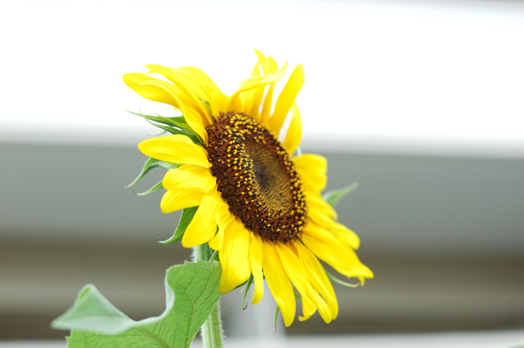 光る花
