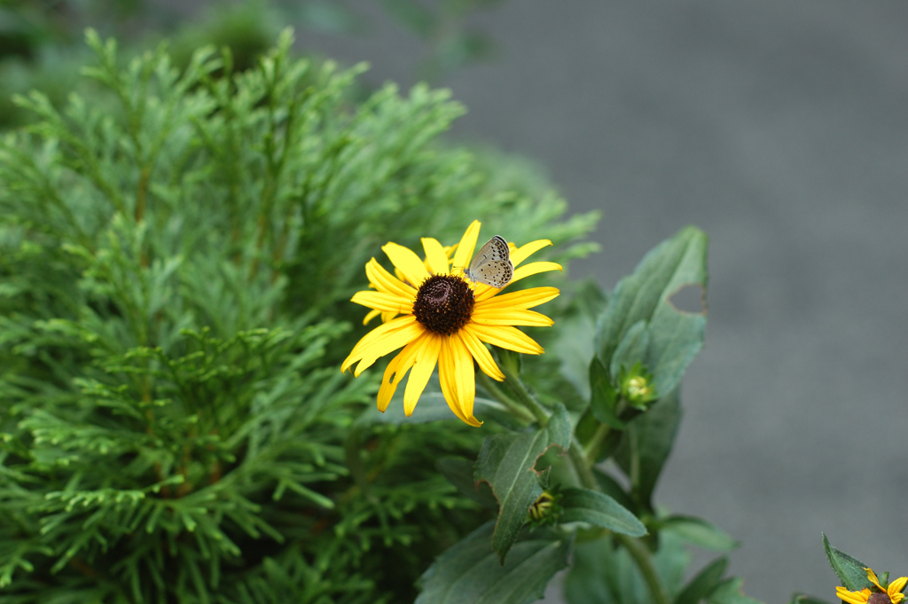 花と斑点