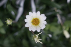 さりげなく、白