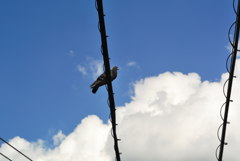 翼の王国よりの死者