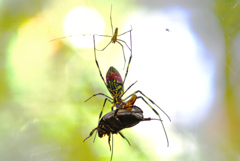 獲物と捕食者と共生者