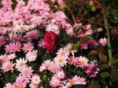 花一面
