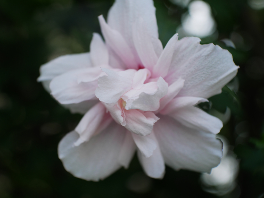 白ピンクに染まれ