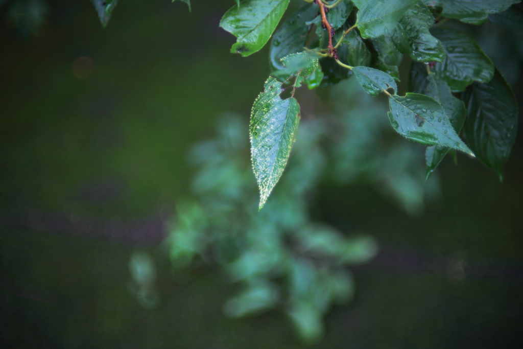 緑のじゅうたん