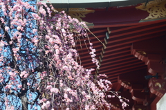 挙式としだれ