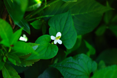 鼻に入れて　スゥーっと