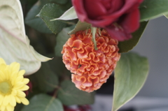 モールフラワー