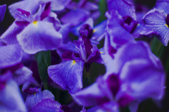 あやめかしょうぶか