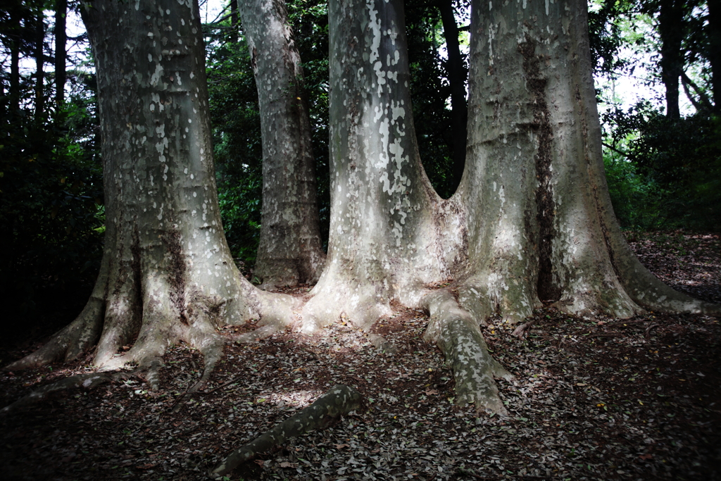 「夜になると歩きます」