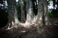 「夜になると歩きます」