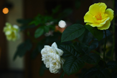 ウェルカムフラワー