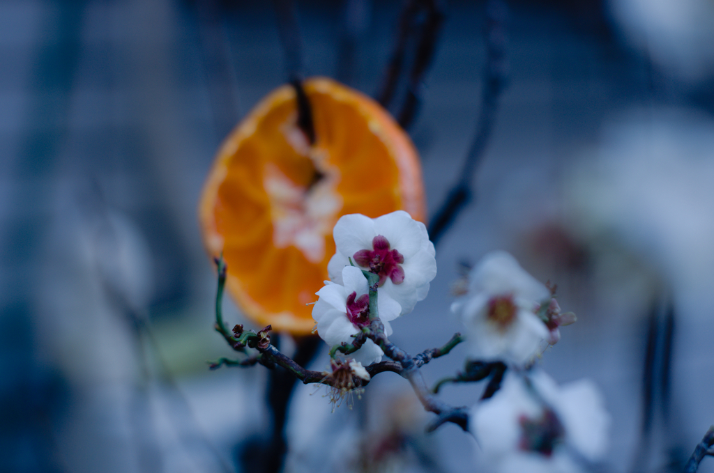 隣人へのおすそ分け