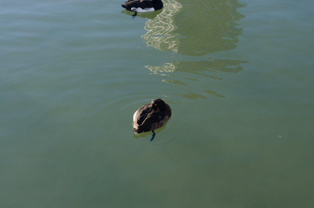 キンクロハジロ