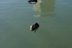 キンクロハジロ