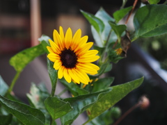 ひまわりや　ああひまわりや　ひまわりや