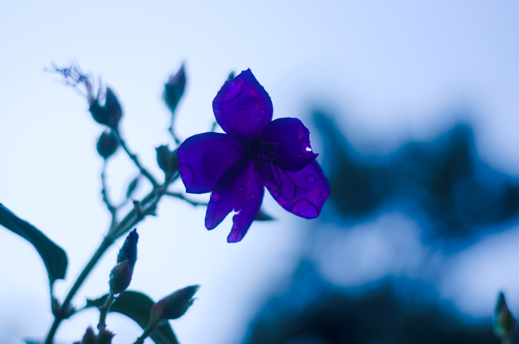 花びらを太陽に