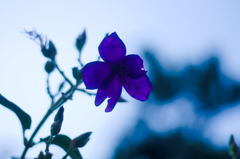 花びらを太陽に
