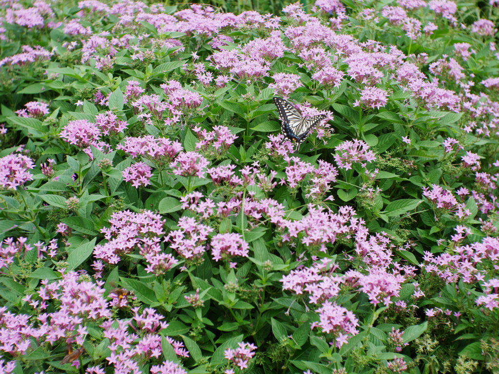 アゲハ　紫にたつ