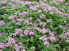 アゲハ　紫にたつ