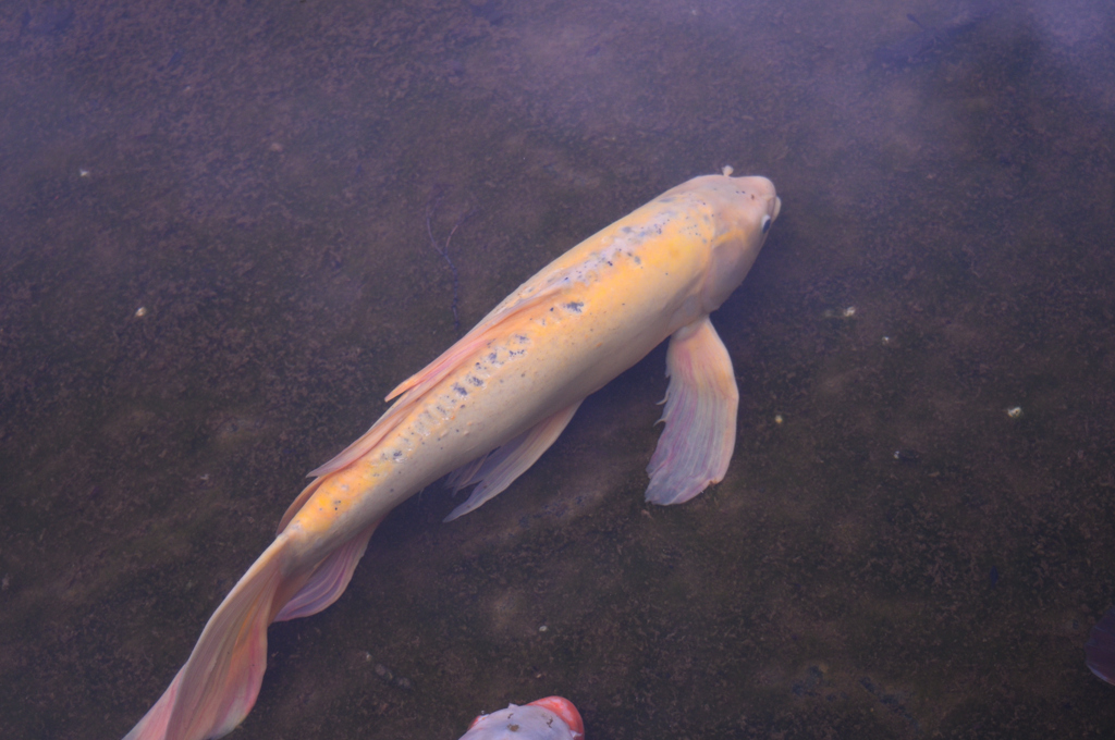 黄金魚