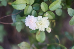 太陽と月に背を向けて