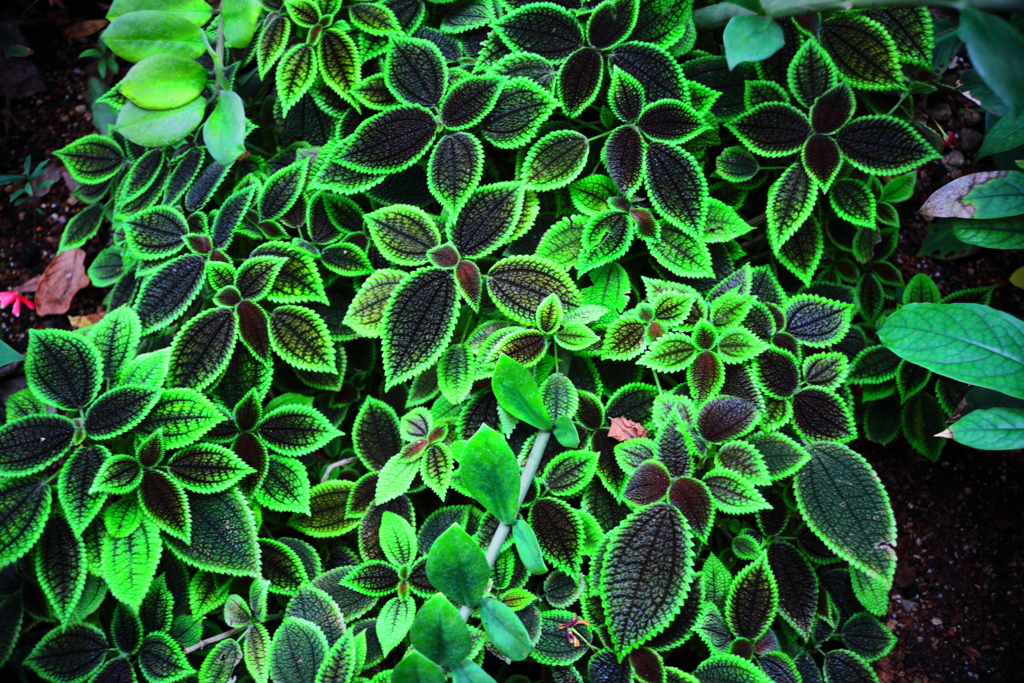 ブリリアント・グリーン