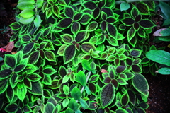 ブリリアント・グリーン