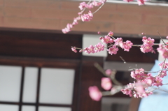 梅春